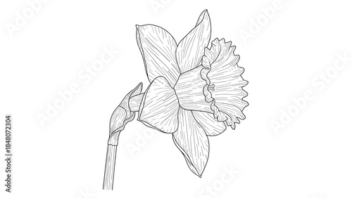Highly detailed, vintage-style botanical illustration of a single daffodil flower, rendered in a classic black and white engraving style.