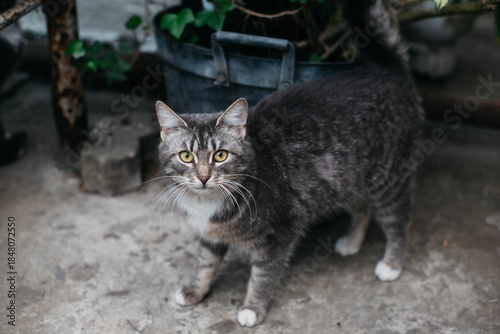 A cute tabby cat with a white breast and paws stands and looks at you. 