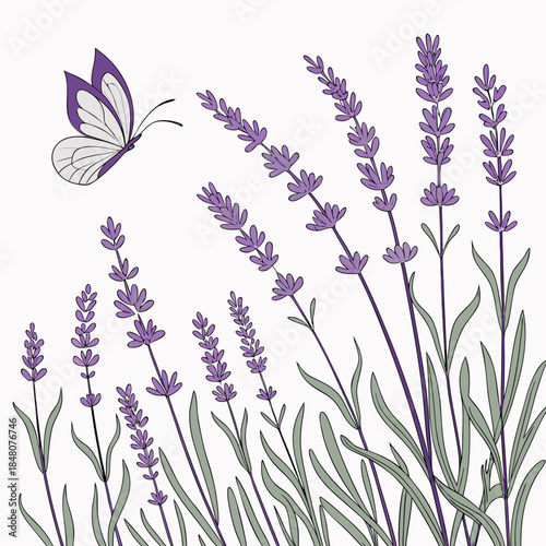 Purple butterfly flying over lavender flowers white