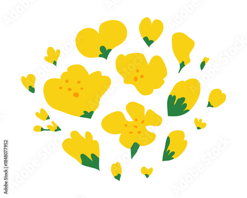 Composition of hand drawn rapeseed flowers isolated on white background. Blooming canola plants.