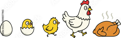 Alternative chicken life cycle and roast dinner, cartoon vector illustration
