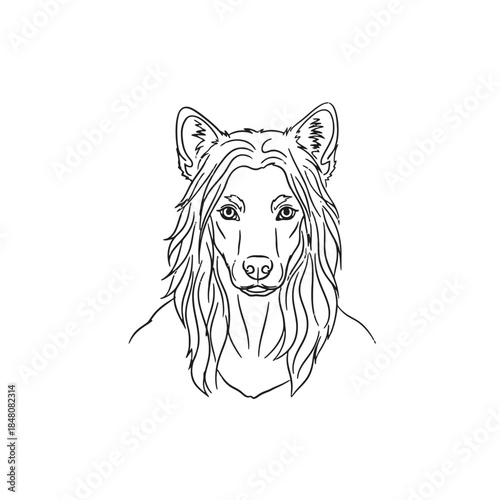 Elegant line art drawing of a Collie's face with flowing long hair