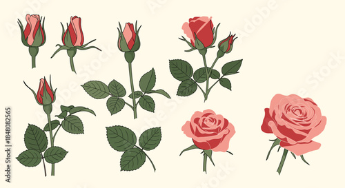 Botanical illustration set showing the blooming stages of a pink rose from a tight bud to a fully open flower with leaves.