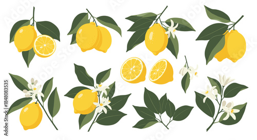 A fresh and vibrant collection of lemon fruit illustrations with green leaves and blossoms in whole and sliced variations.