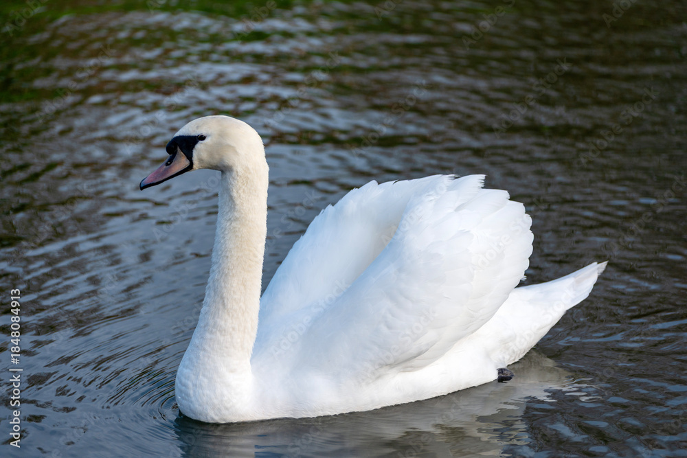 Fototapeta premium A mute swan in winter - Male. Swimming in fresh water