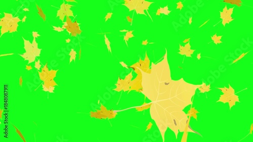 Beautiful autumn animation of maple leaves gently falling with natural motion and warm fall colors. green screen background ideal for seasonal videos, Thanksgiving projects and harvest themes.