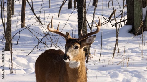 Close up of a whitetail deer (odocoileus virginianus) buck easily startled while looking alert and for danger in the snow covered forest during winter in Wisconsin