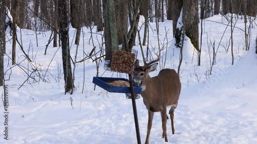 Whitetail deer (odocoileus virginianus) buck walking up on a bird feeder during winter on the snow covered forest in Wisconsin