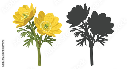 Yellow anemone flowers with a contrasting black silhouette illustration