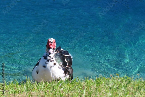 Muscovy duck at the pond in Florida nature, closeup 