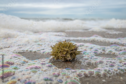 green sea urchin (Psammechinus miliaris) on the beach of the East Frisian island of Norderney, Germany