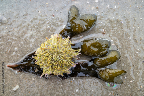 green sea urchin (Psammechinus miliaris) on the beach of the East Frisian island of Norderney, Germany