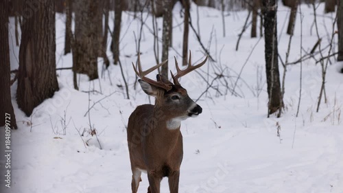 Close up of a whitetail deer (odocoileus virginianus) buck standing and looking as he’s chewing food on the snow covered winter forest as a doe walks up from behind in Wisconsin