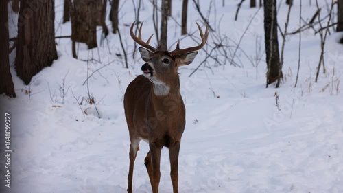 Close up of a whitetail deer (odocoileus virginianus) buck looking alert and for danger in the snow covered winter forest as a doe walks up from behind