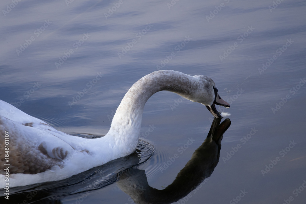 Obraz premium Young Cygnet Swimming in Calm Reflective Lake, Wildlife Photography, Young Swan