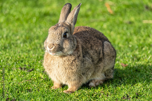 European rabbit (Oryctolagus cuniculus) on the East Frisian island of Norderney, Germany