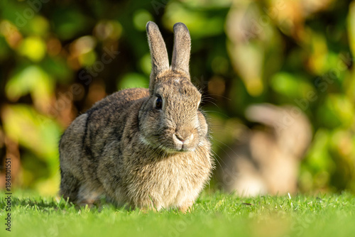 European rabbit (Oryctolagus cuniculus) on the East Frisian island of Norderney, Germany