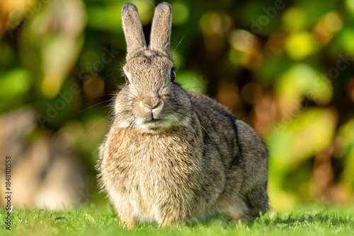 European rabbit (Oryctolagus cuniculus) on the East Frisian island of Norderney, Germany