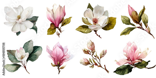Collection of watercolor magnolia flowers Vector