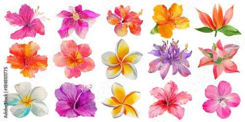 Vibrant tropical hibiscus flowers and exotic green leaves watercolor illustration set
