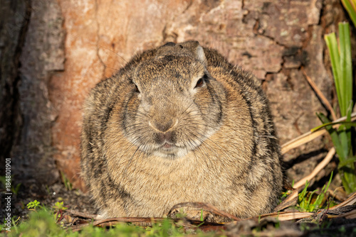 European rabbit (Oryctolagus cuniculus) on the East Frisian island of Norderney, Germany