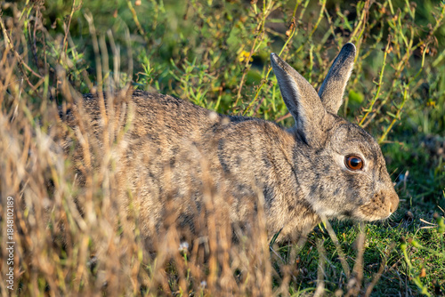 European rabbit (Oryctolagus cuniculus) on the East Frisian island of Norderney, Germany