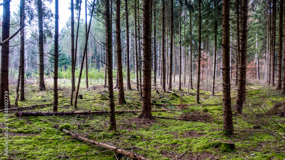 Fototapeta premium Viel Totholz in einem Fichtenwäldchen