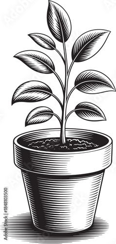 Elegant potted plant illustration in a classic woodcut engraving style
