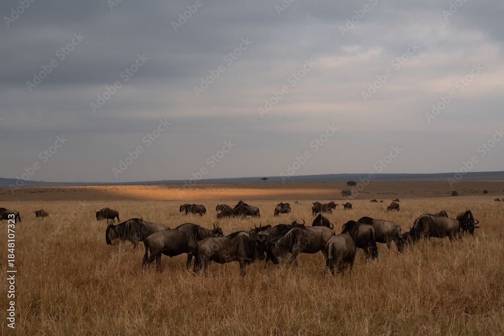 Obraz premium Wildebeest migration, Serengeti National Park, Tanzania, Africa