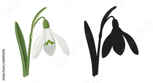 Detailed illustration of a snowdrop flower in color and monochrome silhouette