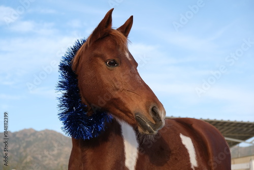 Beautiful Pinto horse or pony with Xmas bright blue crown of tinsel on neck in paddock at stable. Funny animals in Christmas decoration. Festive dinner at Chinese zodiac sign of Year of Horse.	