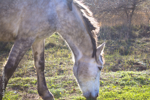a gray and white horse eats grass in the park in the soft rays of the winter sun