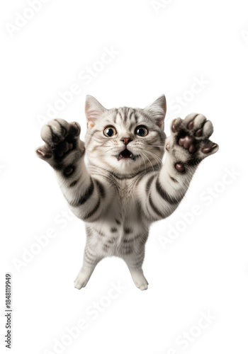 fluffy silver british shorthair kitten falling mid-air with exaggerated shock expression, wide-angle low-angle view on a transparent studio background. concept of humorous animal drama