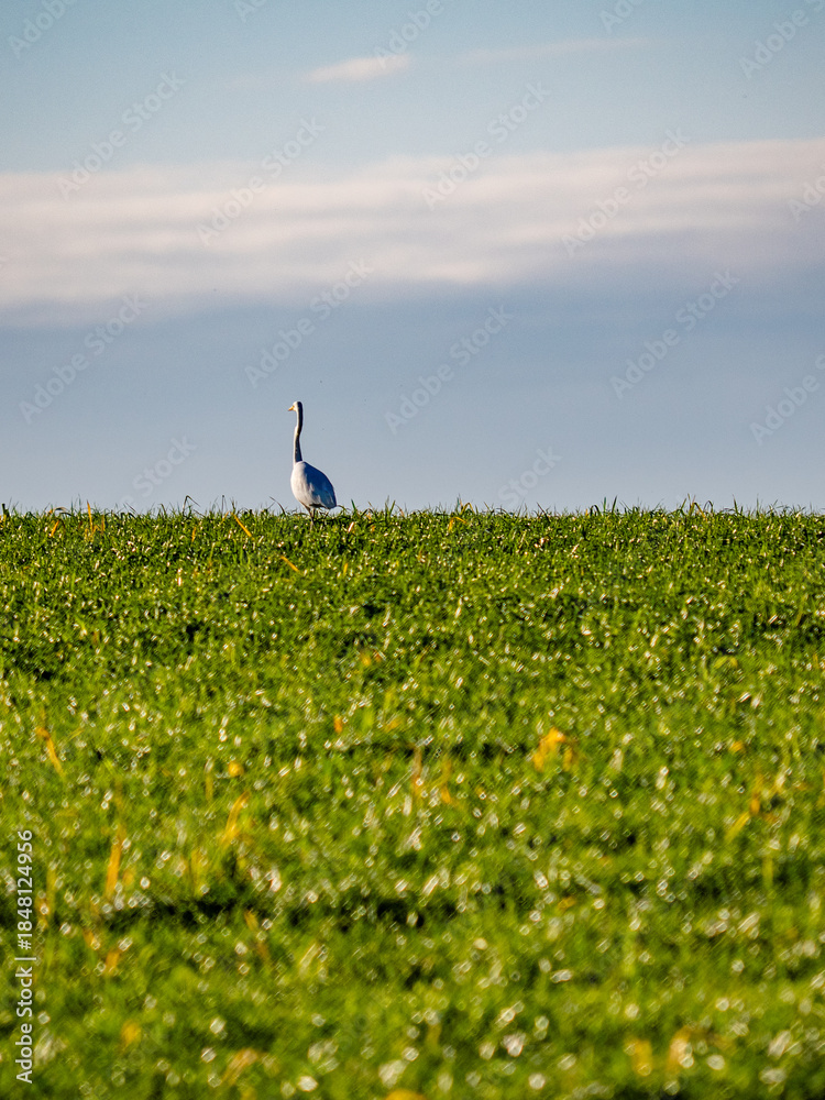 Fototapeta premium Reiher auf einem Feld