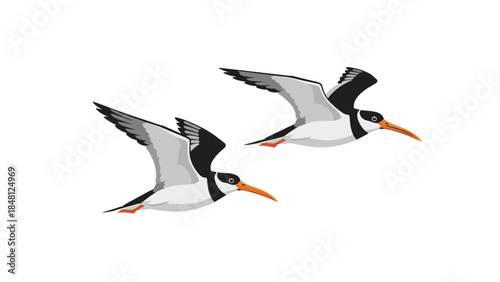 Two elegant arctic terns are gracefully soaring through the air with their wings outstretched, showcasing their distinctive black caps and orange beaks.