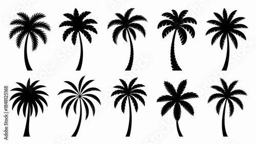 Black Silhouettes of Various Palm Trees on White Background