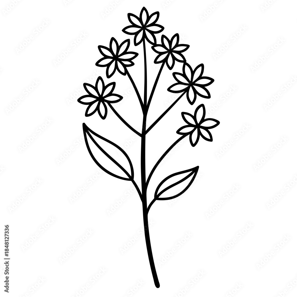 Fototapeta premium valeriana capitata vector