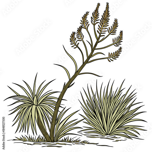 xanthorrhoea minor tree vector