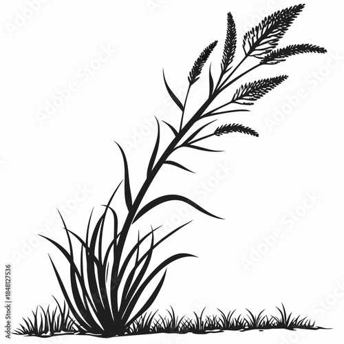 xanthorrhoea minor tree vector