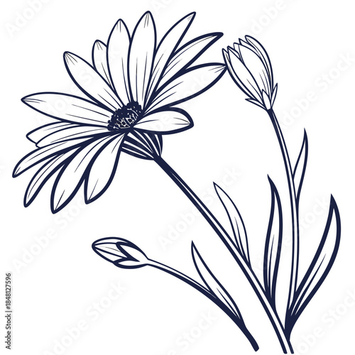 xeranthemum lumina with leaves