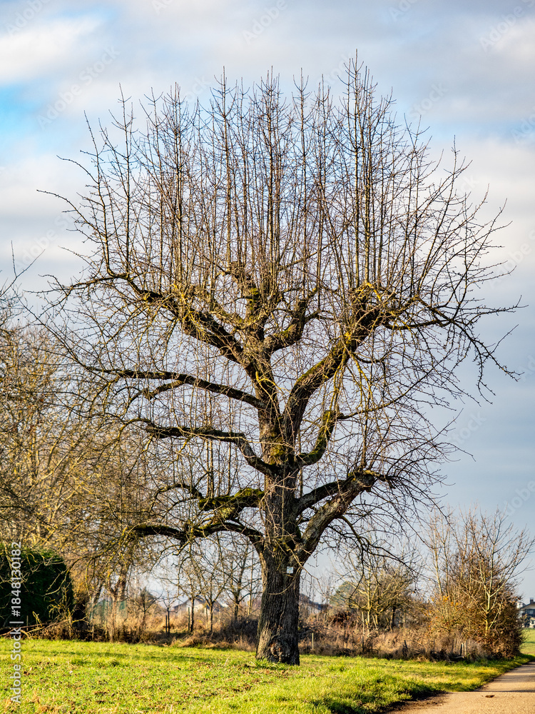 Obraz premium Baumgrundstück im Spätherbst