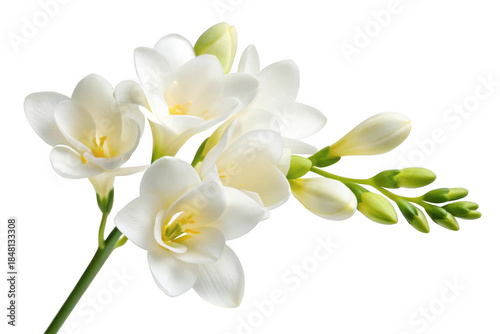 Delicate white freesia flower branch isolated on transparent background