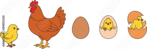 Chicken life cycle illustration showing hen, chick, egg, and hatching stages, educational farm animal diagram for kids learning, agriculture concepts, and poultry growth process