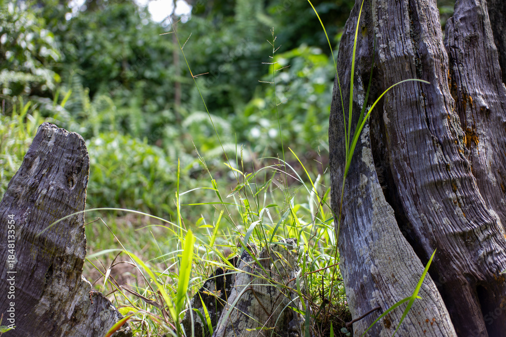 Obraz premium Weathered Wood Stumps Amidst Wild Green Grass in Rural Forest Area