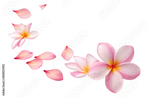 Pink plumeria flowers and petals isolated on transparent background