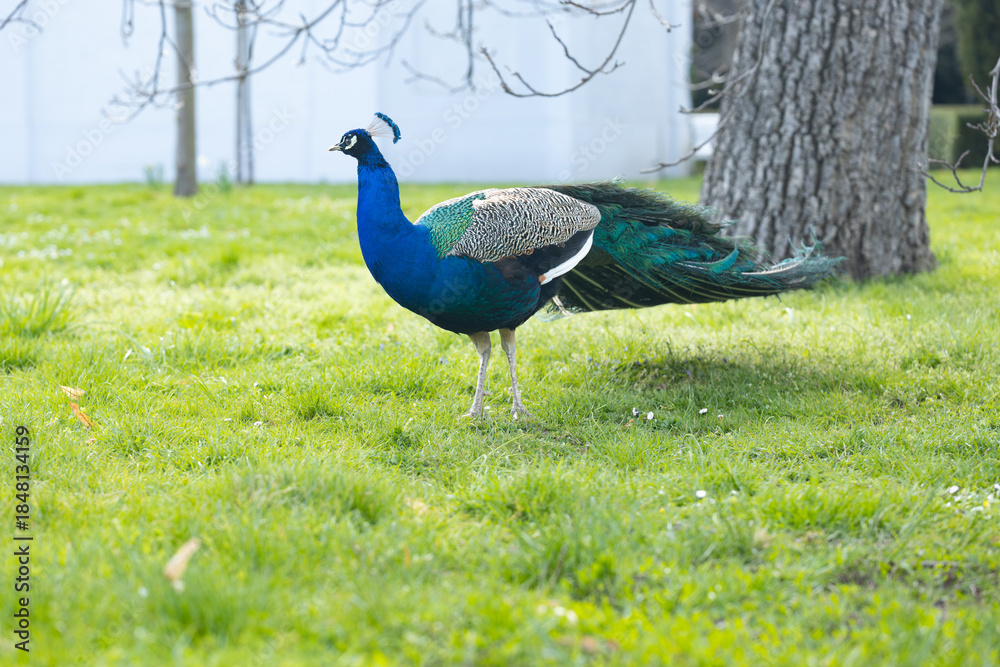 Fototapeta premium Peacock with vibrant blue and green feathers stands on green grass under tree branches with blurred white building in background during daytime