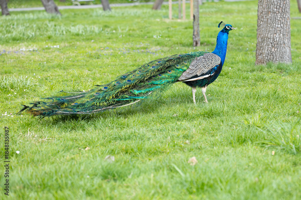 Obraz premium Peacock with vibrant blue and green plumage stands on green grass in a park, with trees and blurred background creating a natural setting during daylight