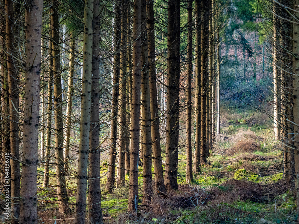 Obraz premium Licht und Schatten auf einem Waldweg in einem Fichtenwald