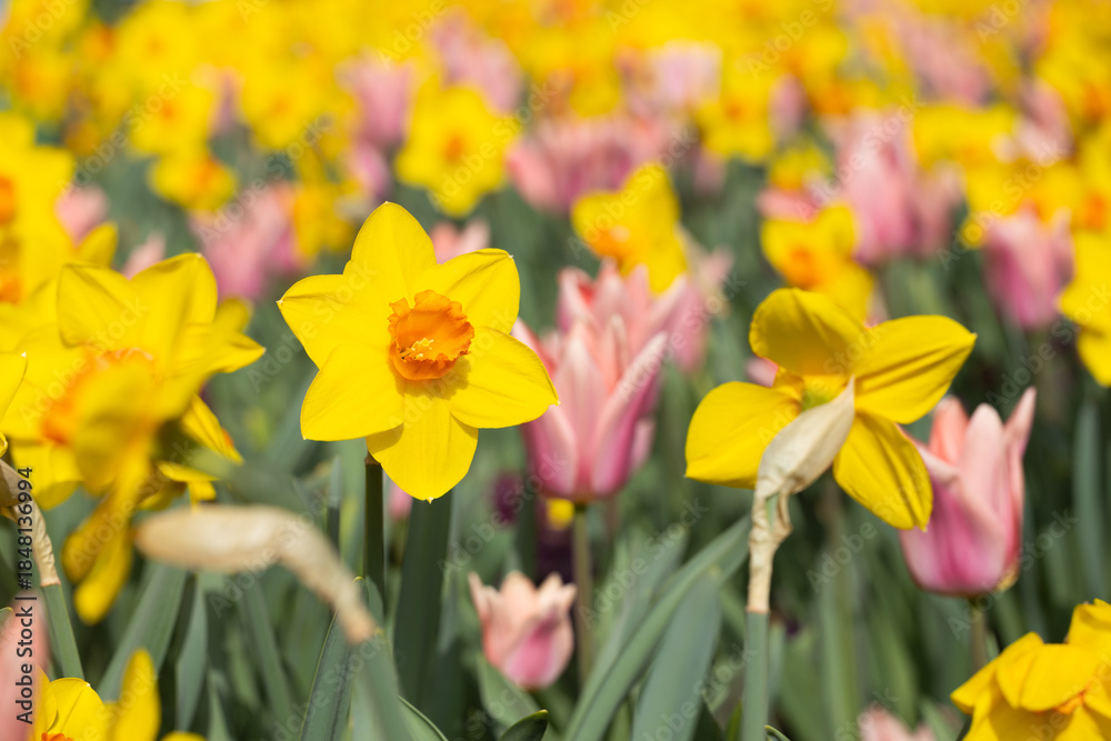 Fototapeta premium Yellow daffodil flower in foreground with pink tulips in background among green leaves in bright sunny field during spring season with vibrant colors and clear sky