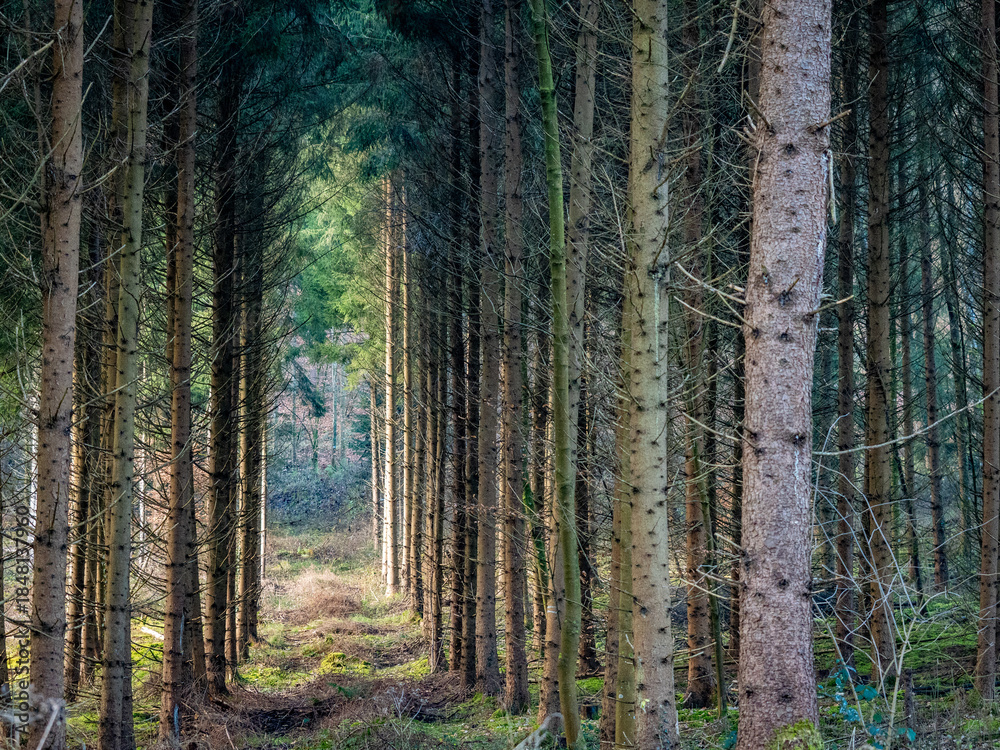 Obraz premium Licht und Schatten auf einem Waldweg in einem Fichtenwald